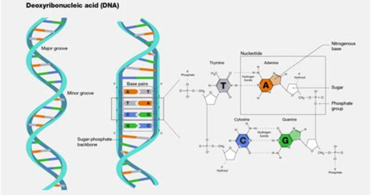 Dna Dna Dna Dna %E3%81%A8 %E6%9F%93%E8%89%B2%E4%Bd%93 %E3%81%Ae %E9%81%95%E3%81%84
