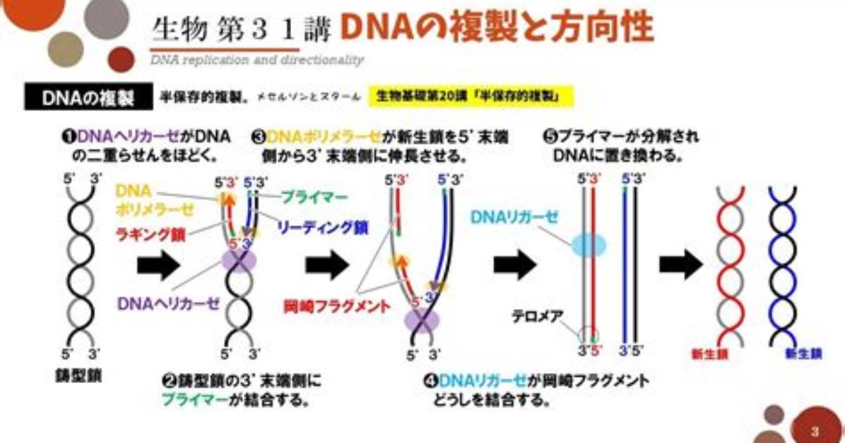 Dna Dna Dna %E3%81%A8 %E6%9F%93%E8%89%B2%E4%Bd%93 %E3%81%Ae %E9%81%95%E3%81%84